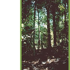 Rainforest in Guatemala after felling operations