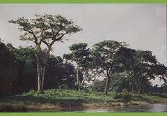 Belize Rainforest